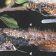 Illustration for article titled These Amazonian ants build one of the freakiest deathtraps in the animal kingdom